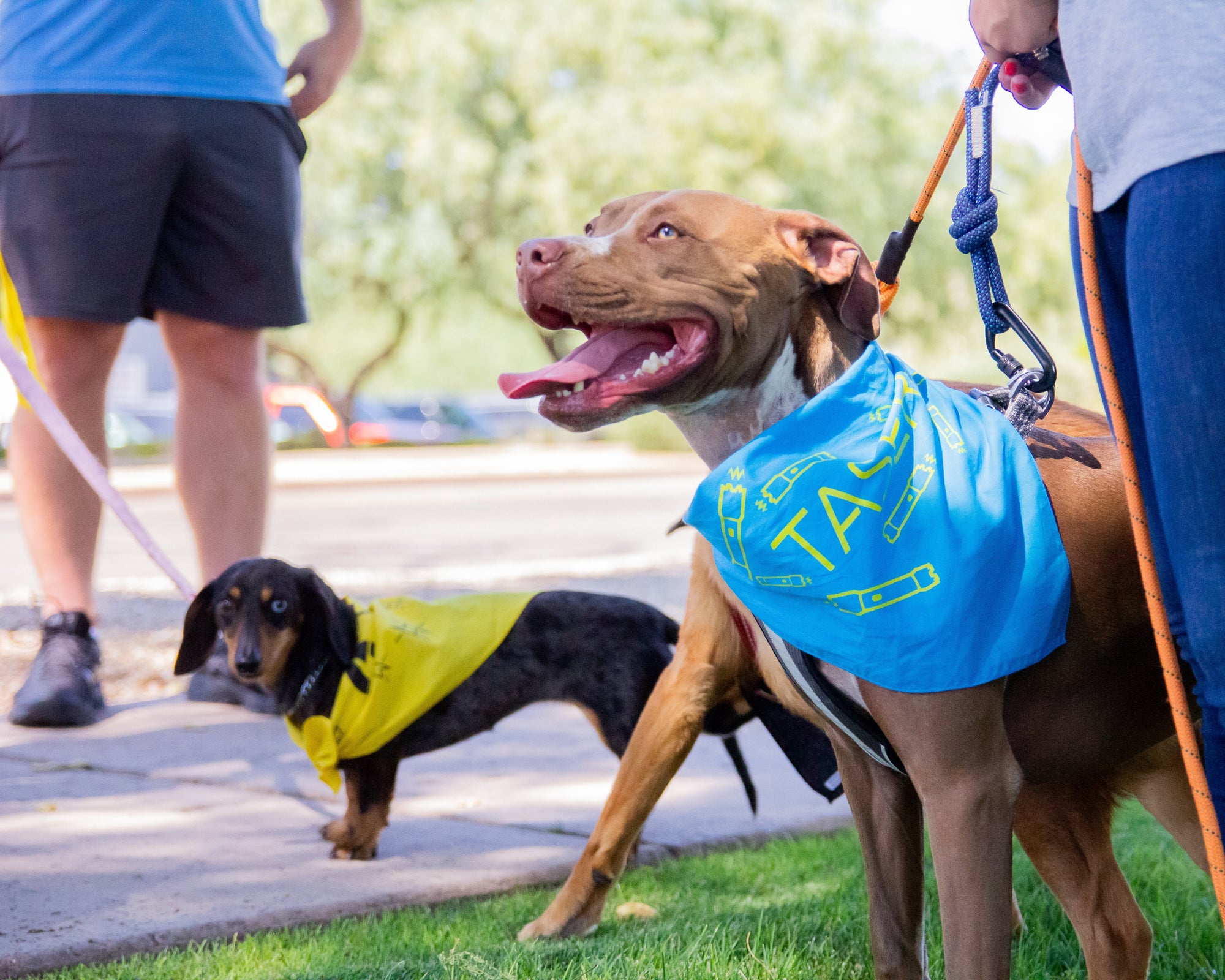 StrikeLight Pet Pack