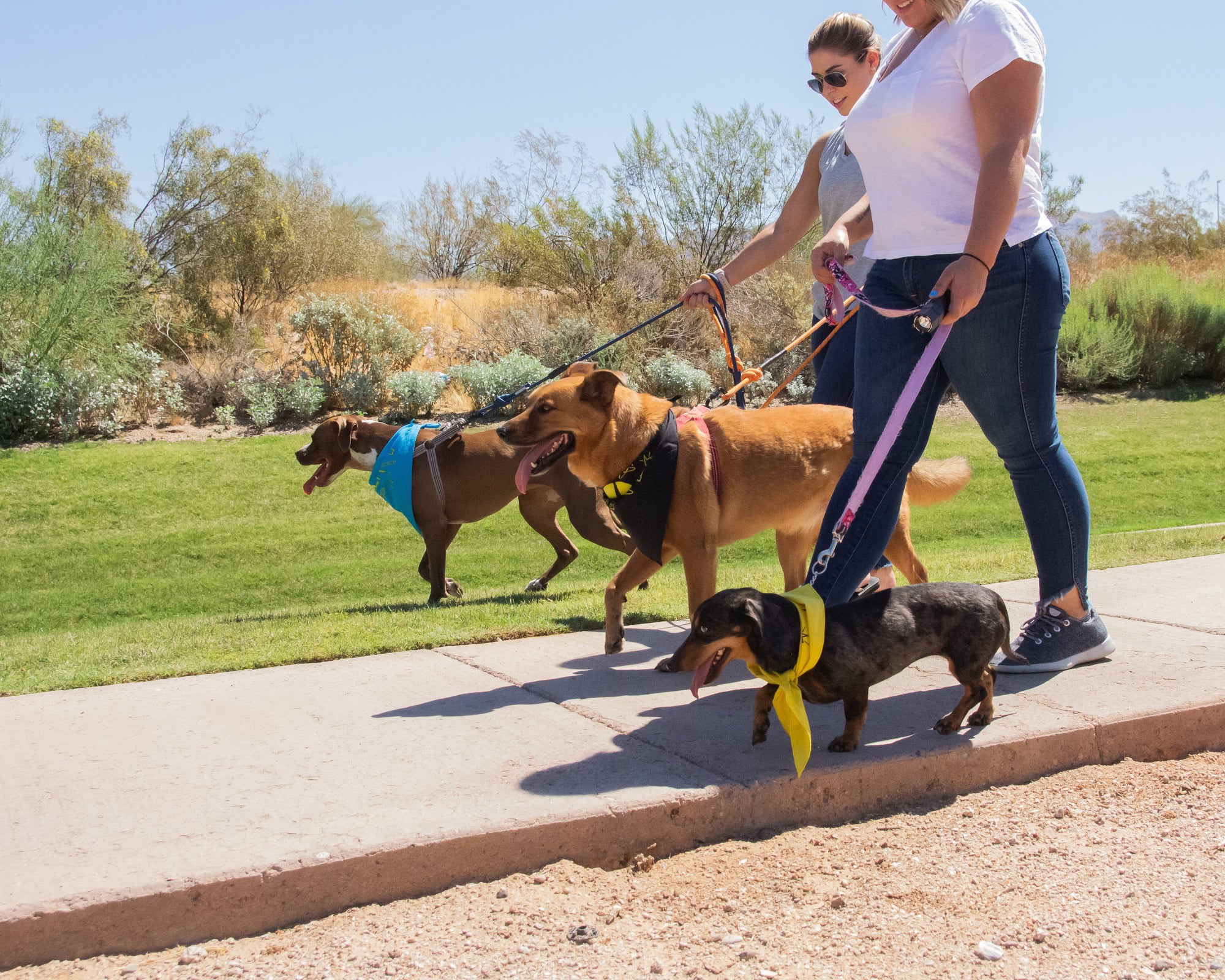 StrikeLight Pet Pack